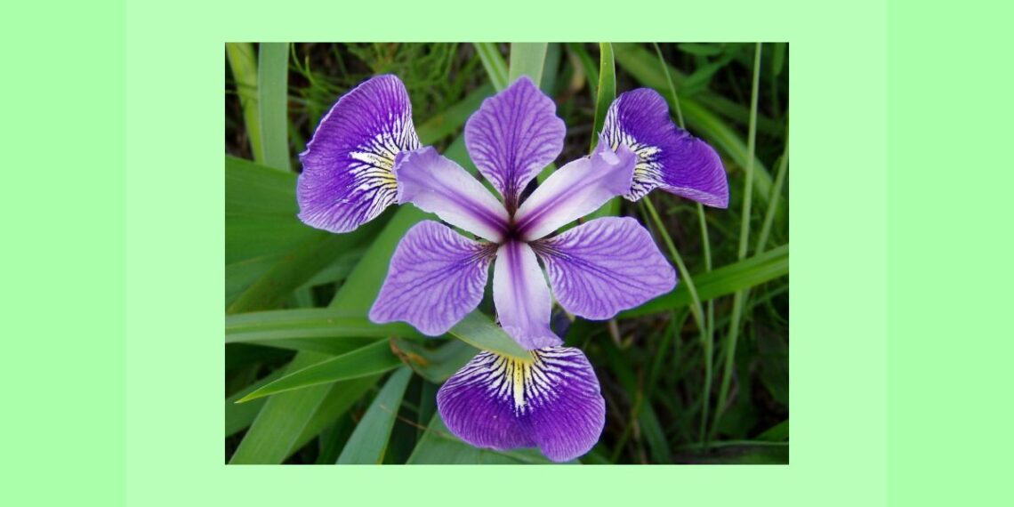 Iris Versicolor as Anti-Migraine Remedy and Utility of MIDAS